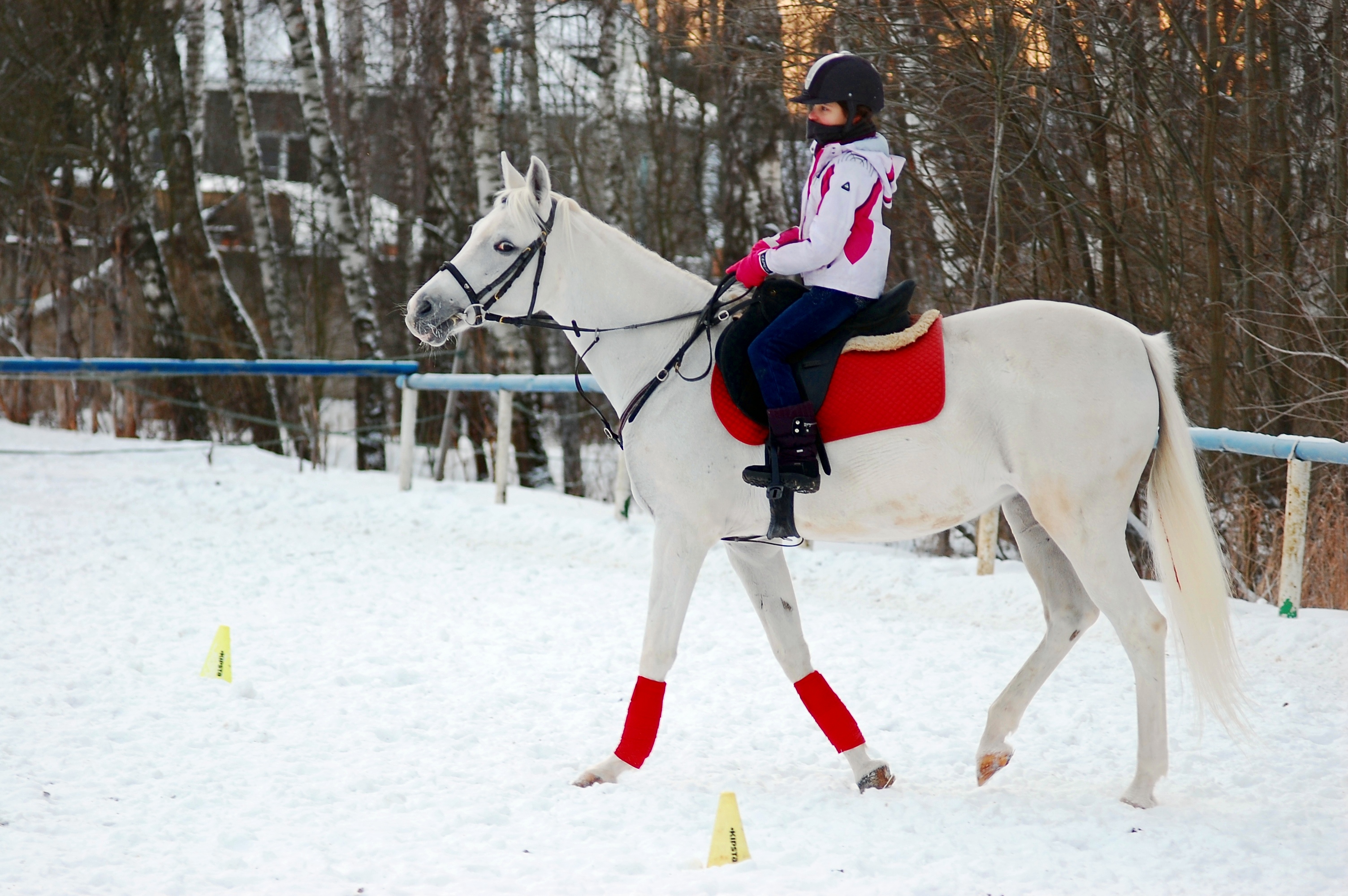 DSC_3976 — Школа верховой езды "Династия"